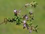 Acinos arvensis
