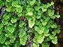 Adiantum capillus-veneris
