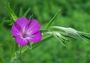Agrostemma githago