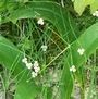 Alisma lanceolatum