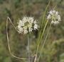 Allium ericetorum