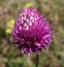 Allium sphaerocephalon