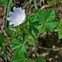 Althaea hirsuta