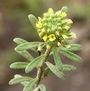 Alyssum alyssoiodes
