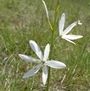 Anthericum liliago