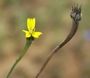 Arnoseris minima