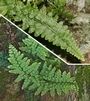 Asplenium foreziense et obovatum