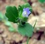 Campanula erinu