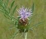 Carduncellus mitissimus