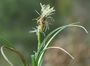 Carex humilis