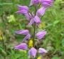 Cephalanthera rubra