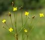 Cicendia filiformis