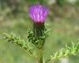 Cirsium tuberosum