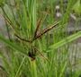 Cyperus longus
