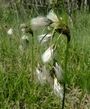 Eriophorum latifolium