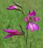 Gladiolus italicus