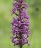 Gymnadenia conopsea