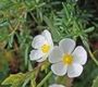 Halimium umbellatum