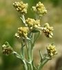 Helichrysum stoechas