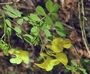 Hippocrepis emerus