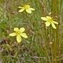Hypericum linariifolium