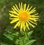 Inula salicina