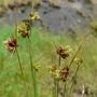 Juncus capitatus
