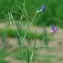 Lathyrus angulatus