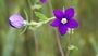 Legousia speculum-veneris