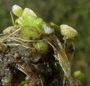 Lemna gibba