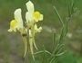 Linaria supina