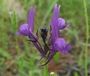 Linaria pelisseriana