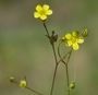 Linum trigynum