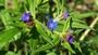 Lithospermum purpurocaeruleum