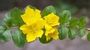 Lysimachia nummularia