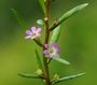 Lythrum hyssopifolia