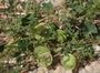 Medicago orbicularis