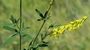 Melilotus altissimus