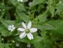 Myosoton aquaticum