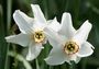 Narcissus poeticus