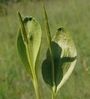 Ophioglossum vulgatum