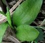Ophioglossum azoricum