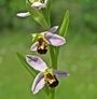 Ophrys apifera