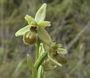 Ophrys araneola
