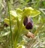 Ophrys fusca