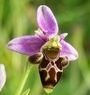 Ophrys scolopax