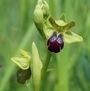 Ophrys sulcata