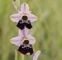 Ophrys fuciflora