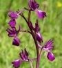 Orchis laxiflora