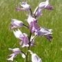 Orchis militaris
